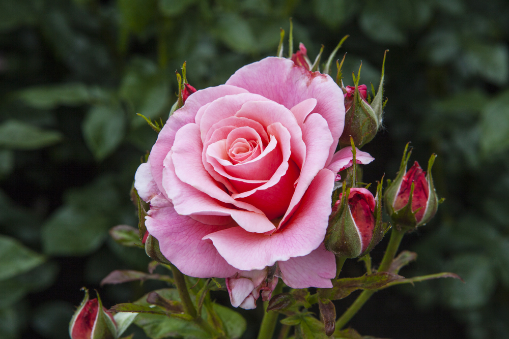 A beautiful pink Rose