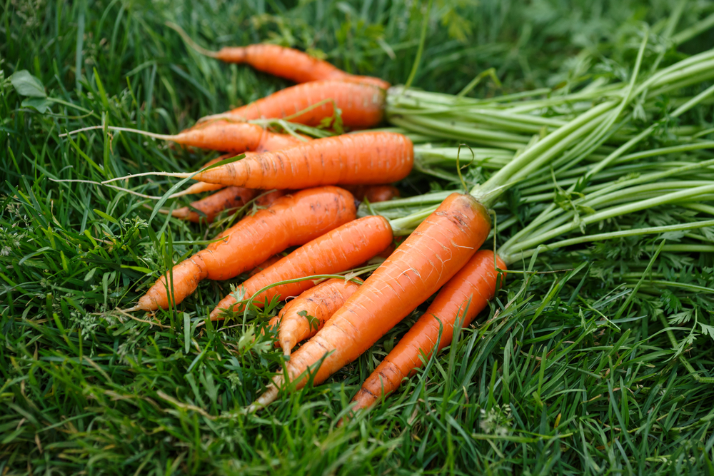 Freshly harvested and washed carrots drying on a green grass. Locavore movement, local farming, harvesting concept