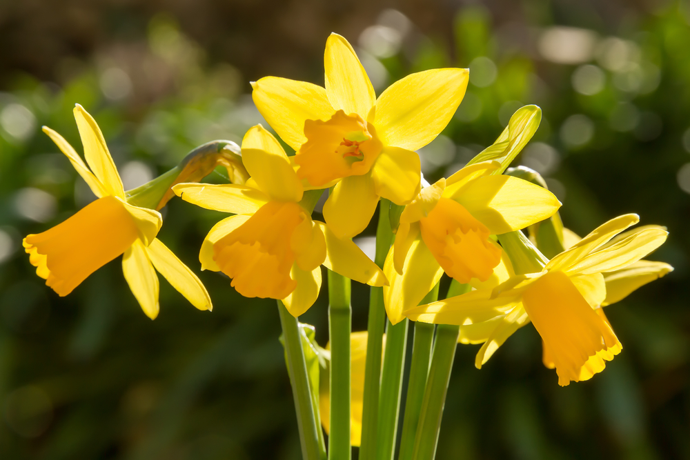 a bunch of miniature Daffodils