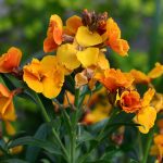 Tulips Dicentra and the Wallflowers