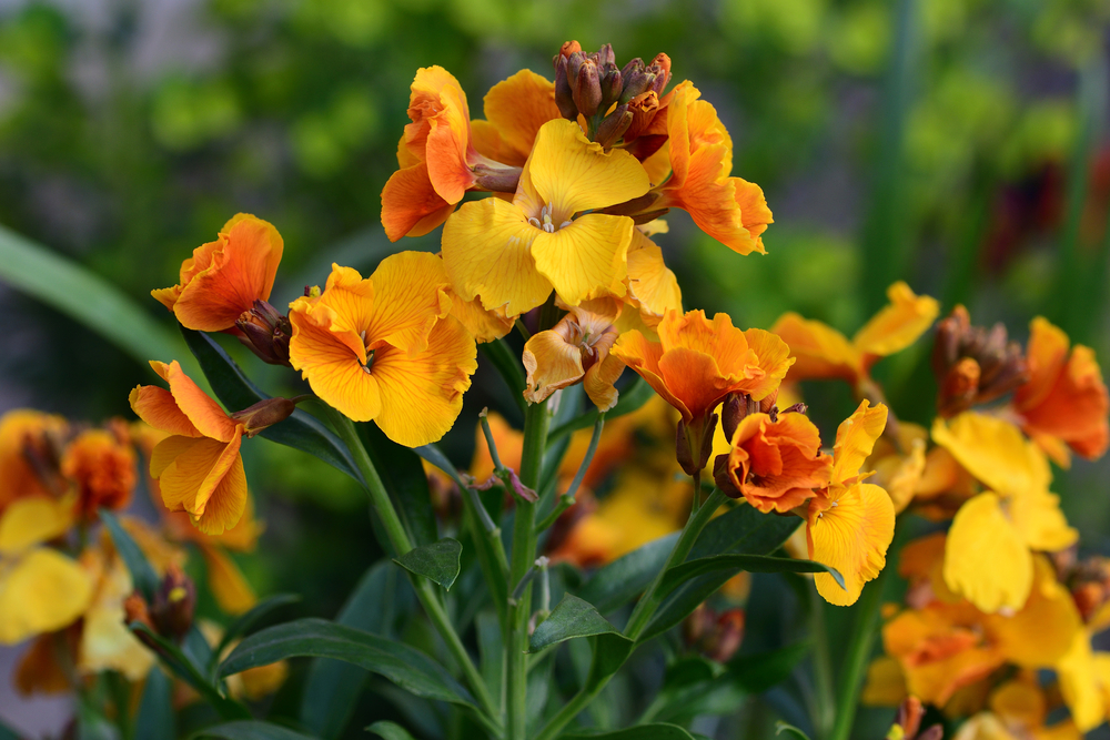 Erysimum (wallflower)