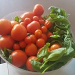Minibels – First Crop of Tomatoes
