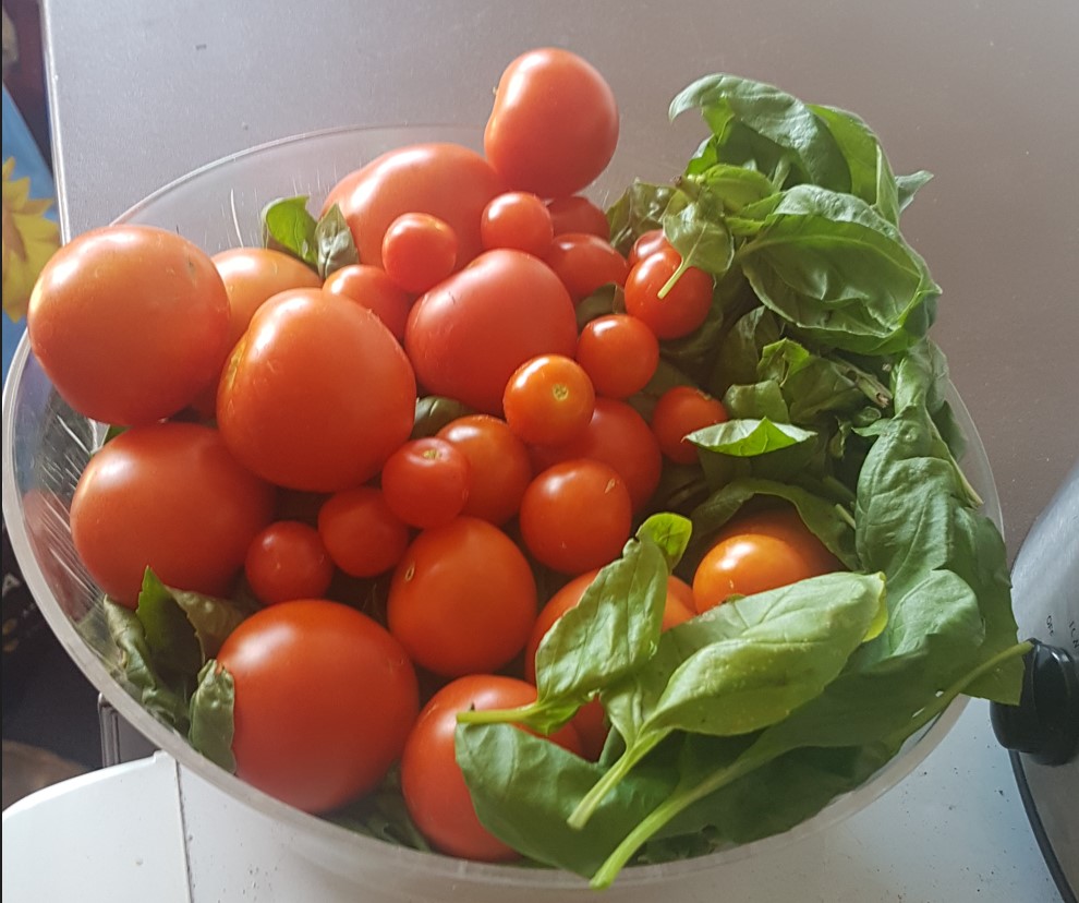 First crop of tomatoes in a bowl