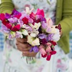 How to grow sweet peas