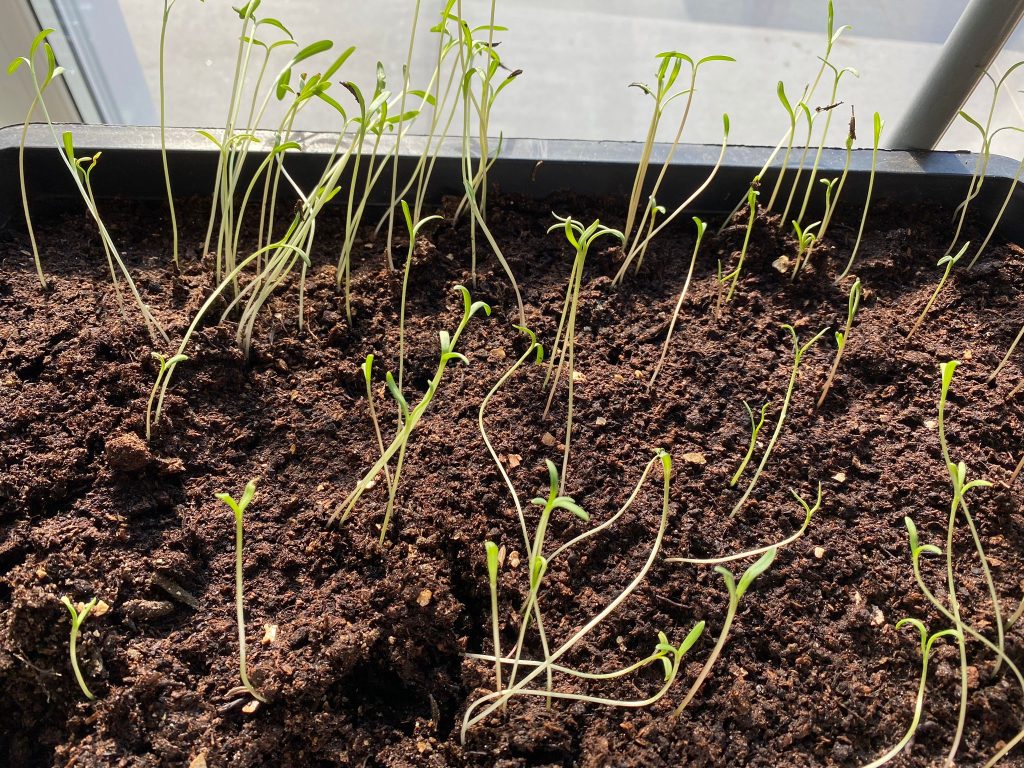 Cosmos shoots growing well