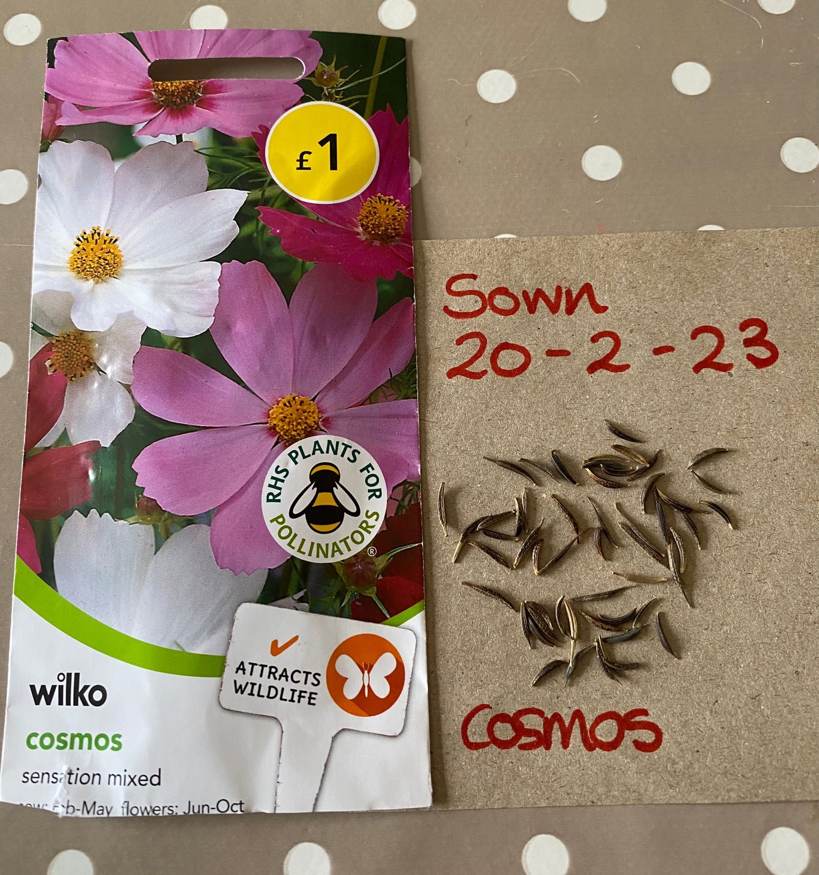 How To Grow Cosmos From Seed Andrew In The Garden