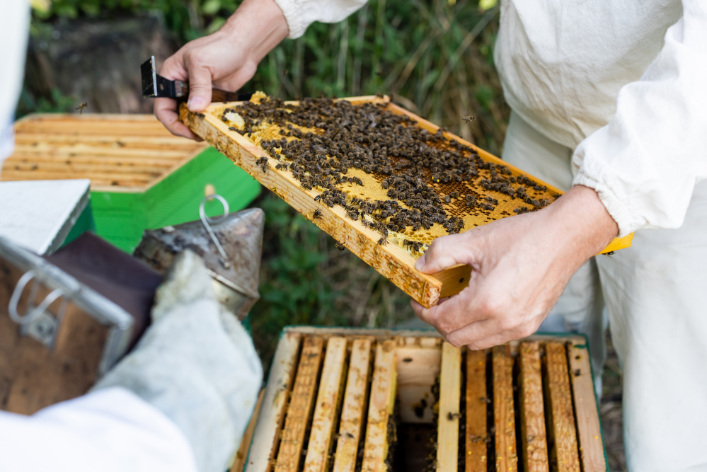 Beekeeping