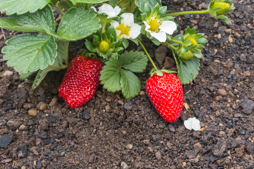 Strawberry picking time